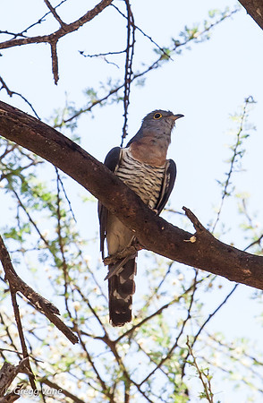 Red-chested Cuckoo