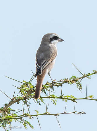 Isabelline Shrike