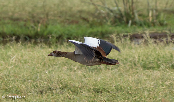 Egyptian Goose in flight