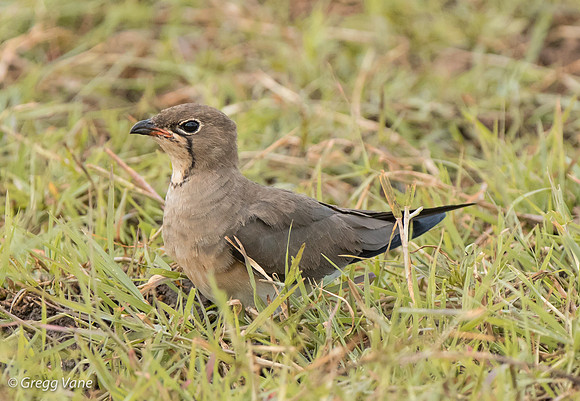 Collared Pratincole
