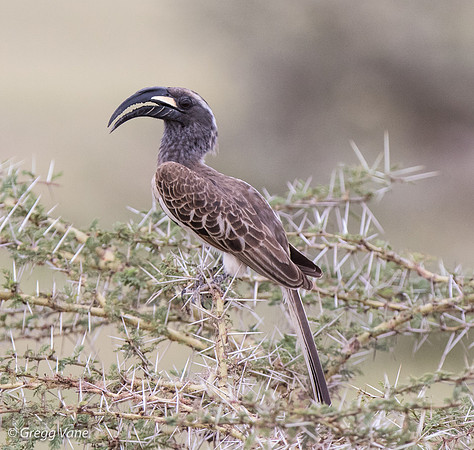African Grey Hornbill