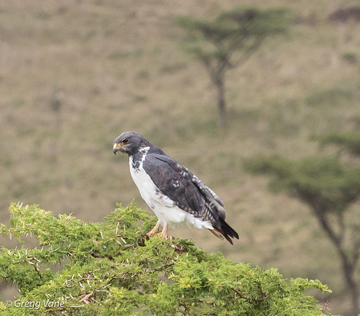 Auger Buzzard