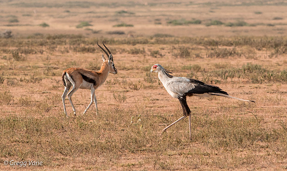 Secretary Bird with Thompson's Gazelle
