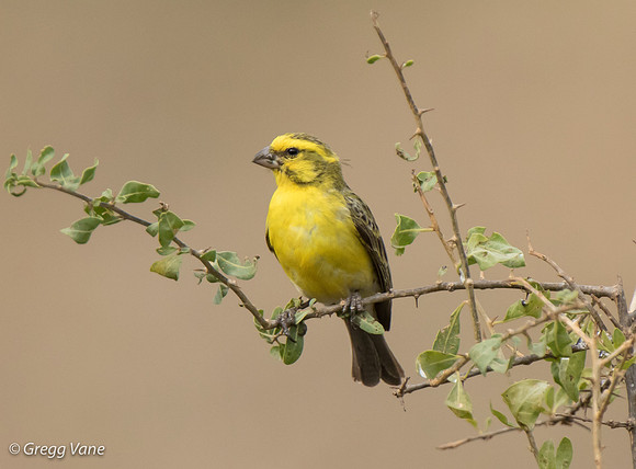 Yellow-fronted Canary