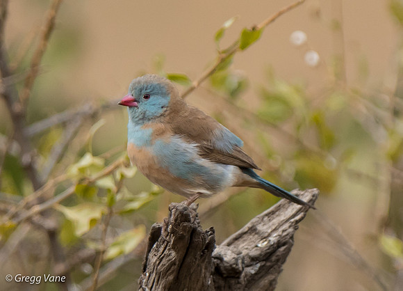 Cordon Bleu (juv)
