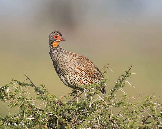 Yellow-necked Spurfoul