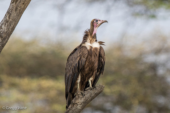 Hooded Vulture