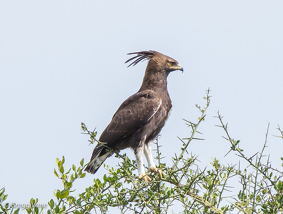 Long-crested Eagle