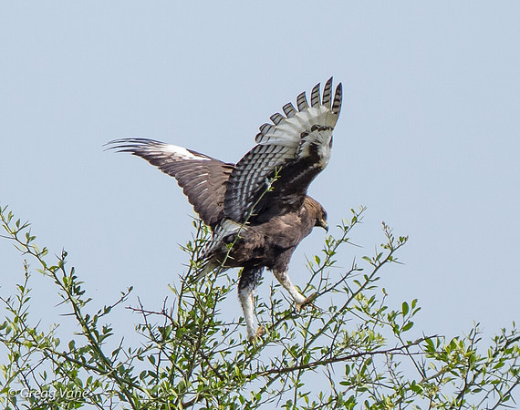 Martial Eagle