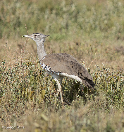 Kori Bustard