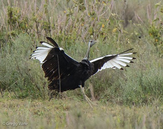 Black-bellied Bustard