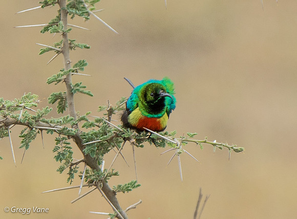 Beautiful Sunbird