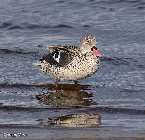 Cape Teal