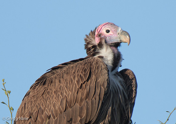 Lappett-faced Vulture