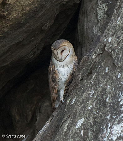 Barn Owl