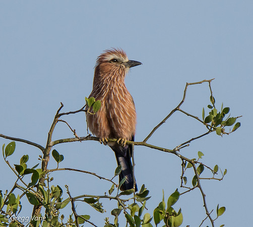 Rufous-crowned Roller