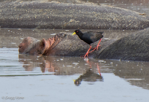 Black Crake on hippo