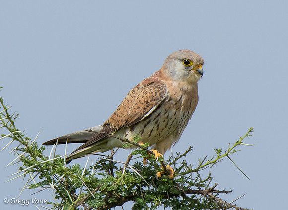 Lesser Kestrel