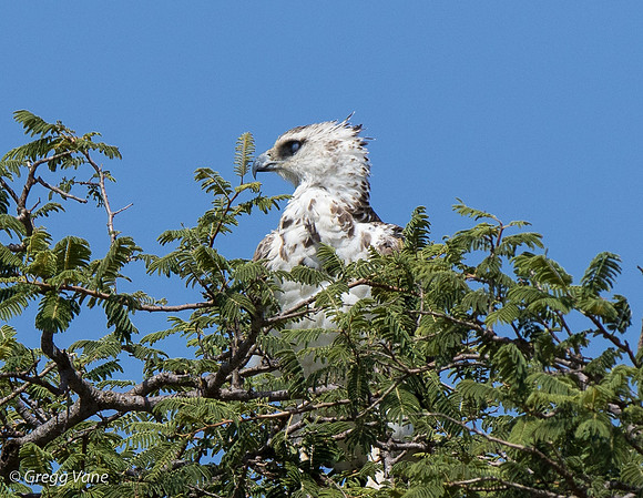 African Crowned Eagle