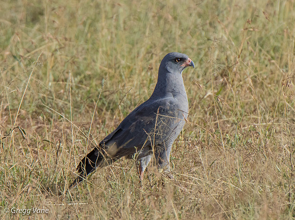 Eastern Chanting-Goshawk