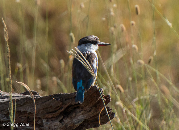 Striped Kingfisher