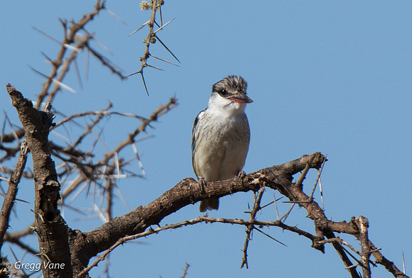 Striped Kingfisher