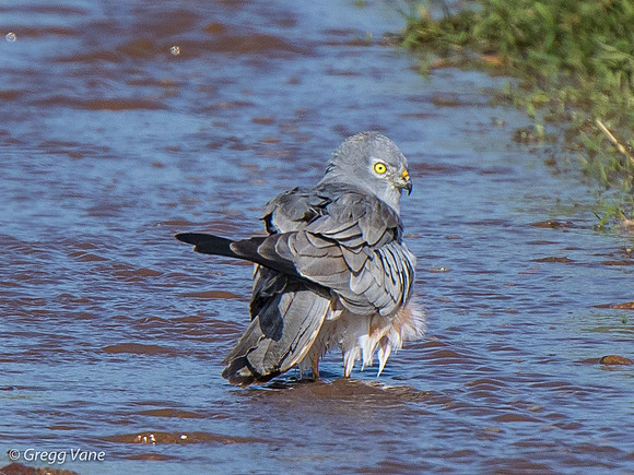 Pallid Harrier