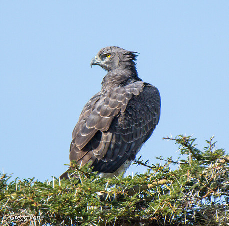Brown Snake-Eagle