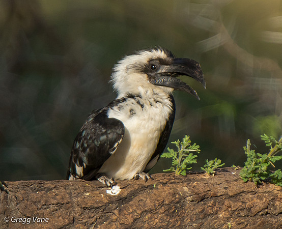Von der Decken's Hornbill