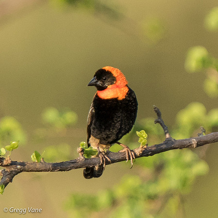 Red Bishop