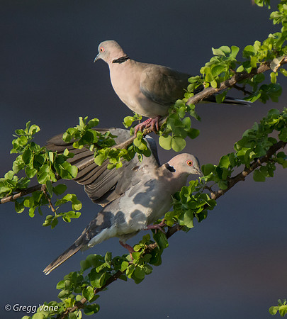African Mourning Dove