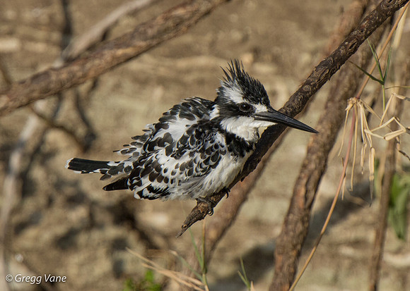 Pied Kingfisher