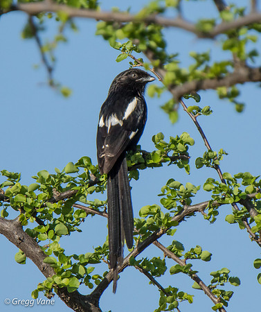 Magpie Shrike
