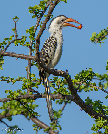 Red-billed Hornbill