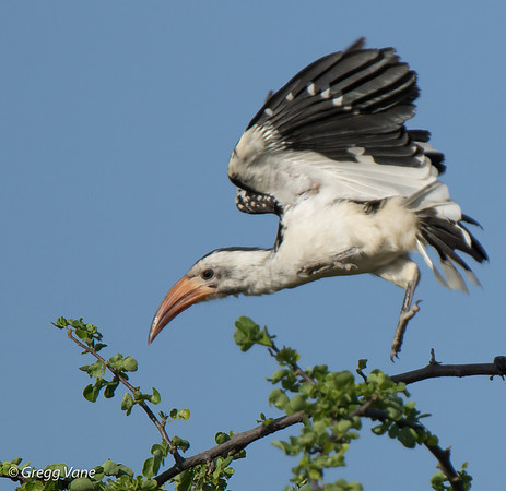 Red-billed Hornbill in flight
