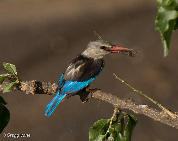 Grey-headed Kingfisher