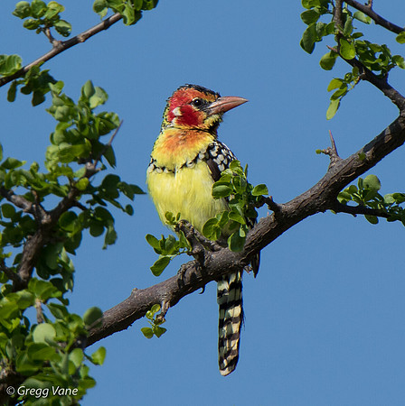 Red-and-Yellow Barbet