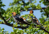 Birds
