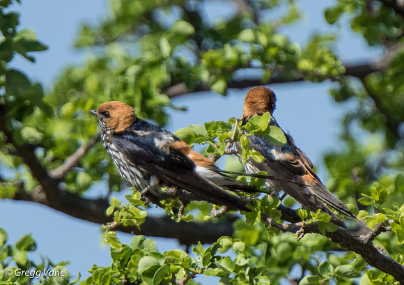 Lesser-striped Swallow