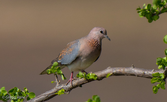 Laughing Dove