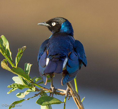 Superb Starling