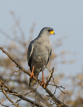 Little Sparrowhawk