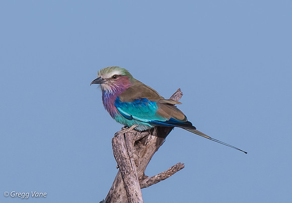 Lilac-breasted Roller