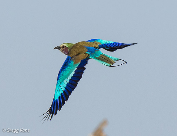 Abyssinian Roller