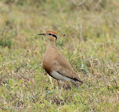 Temminck's Courser