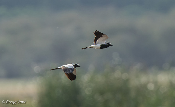 Blacksmith Lapwings in flight