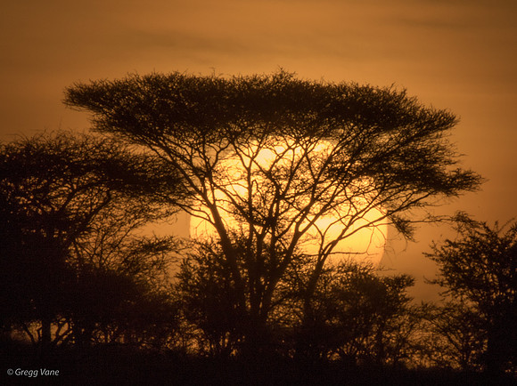 Ndutu sunrise - 1
